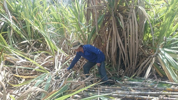  Thuế về 0%, đường Việt sợ bị hạ đo ván trên sân nhà